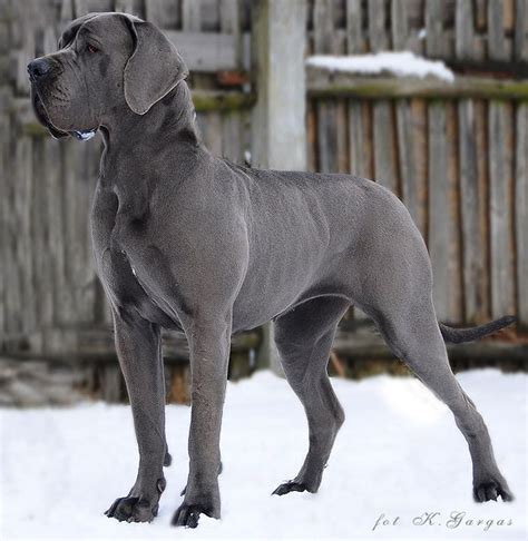 1000+ images about Great Danes on Pinterest | Great danes, Great dane puppies and Brindle great dane