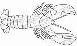 Printable Lobster Coloring Page sketch template