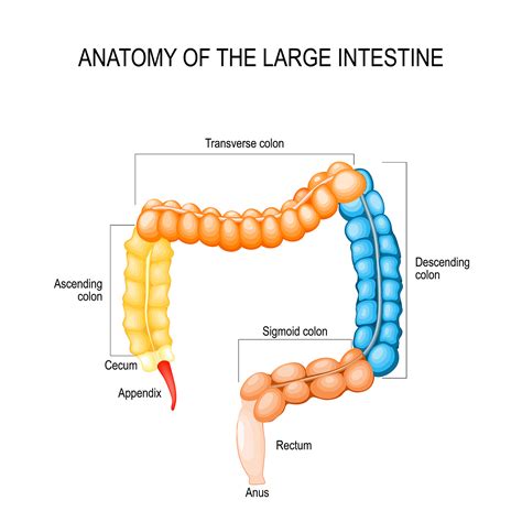 Structure And Function Of The Large Intestine Anatomy | My XXX Hot Girl