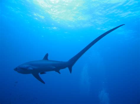 The Thresher Sharks of Malapascua Island • Scuba Diver Life