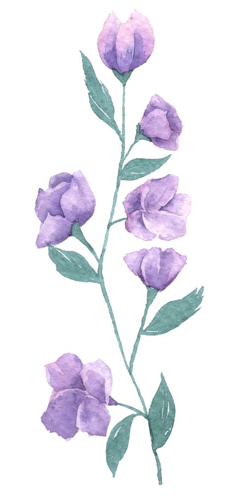 Wildflower watercolor, Beautiful flower watercolor element 10826646 PNG