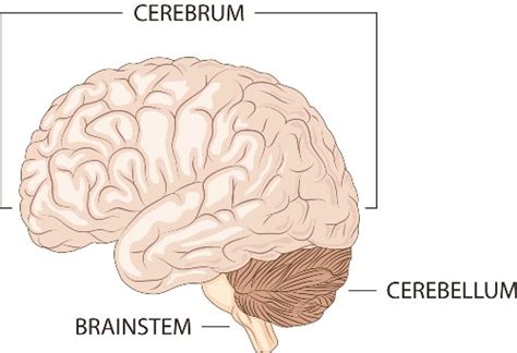 Parietal lobe Archives - Brain Injury Canada