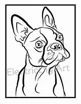 Boston Terrier Coloring Sheet  Etsy Ireland sketch template