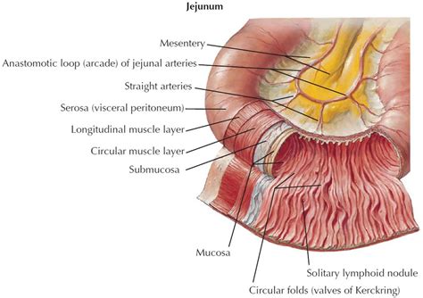 Jejunum anatomy, length of jejunum, function, location & jejunum anatomy