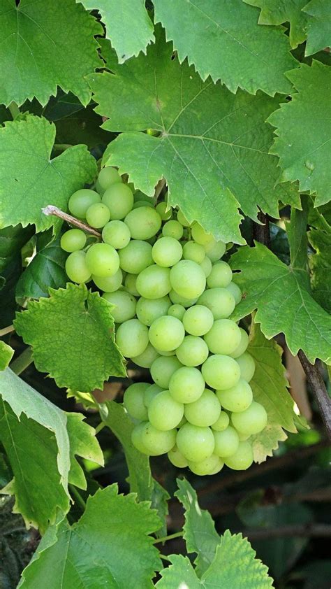 Download Fresh Cluster of Unripe Green Grapes Wallpaper | Wallpapers.com