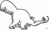 Anteater 7 coloring Page  Free Printable Coloring Pages sketch template
