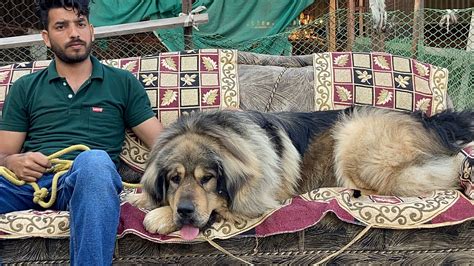 Original Lion Head Tibetan Mastiff in India at Rudra Kailasa Kennel | Dog Kennel Punjab India ...