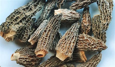 How to rehydrate Morel mushrooms? - MushroomStalkers