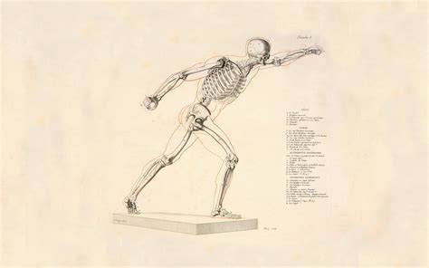 Artistique Anatomie Fond d'écran and Arrière-Plan | 1680x1050