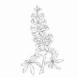 Bluebonnet Flower Coloring Page  Animal sketch template