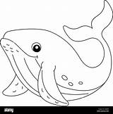 Coloring Whale Pages Printable Clipart Beluga Print Whales Kids Treehut  sketch template