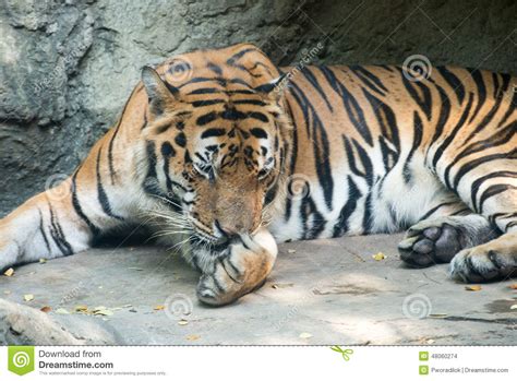 Bengal Tiger stock photo. Image of tiger, nature, large - 48060274