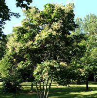 Forest Resources Center & Arboretum - Chinese Parasol Tree