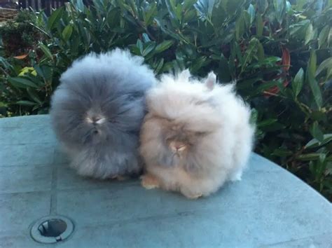 Lionhead Rabbit Care Sheet | Here Bunny