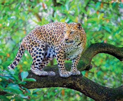 Leopards: How India can learn to live with them