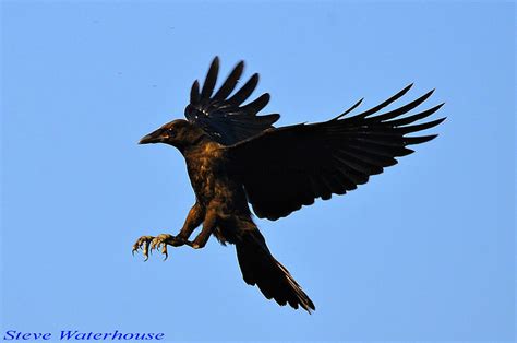 CROW LANDING - a photo on Flickriver