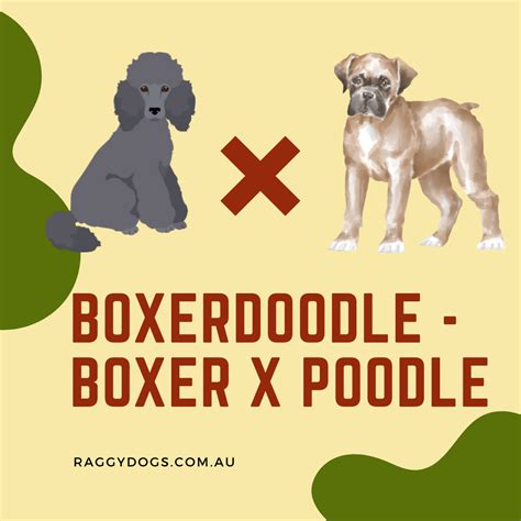 Poodle Boxer Mix