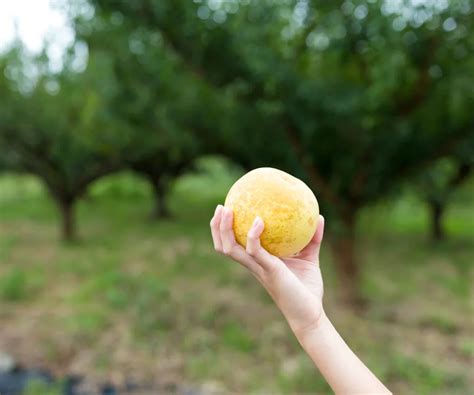 Complete Korean Pear Guide (Asian Pears, Apple Pears)