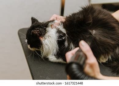 207 Cat Dry Shampoo Images, Stock Photos & Vectors | Shutterstock