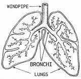 DIAGRAM Anatomical Diagrams For Coloring In  MYDIAGRAMONLINE sketch template