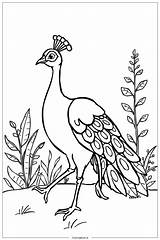 37 peacock coloring Pages Free PDF & PNG Printables sketch template