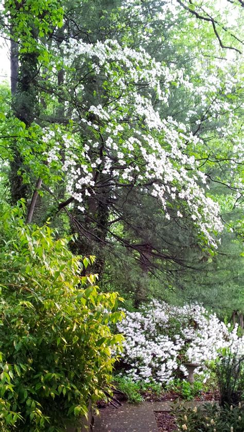 The Sandy Side of Life | Dogwood trees, Beautiful gardens, White gardens