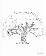 25 Free Tree Coloring Pages For Kids And Adults sketch template