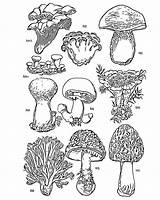 Kingdom Fungi Coloring Worksheet Answer Pages sketch template