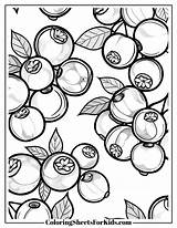 Blueberry Coloring Pages Free PDF Printables  Sheets For Kids sketch template