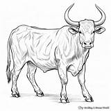 Longhorn Coloring Pages  Free & Printable sketch template