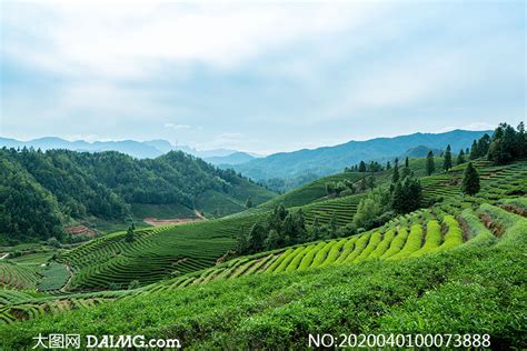 武夷山茶园风光高清摄影图片_大图网图片素材