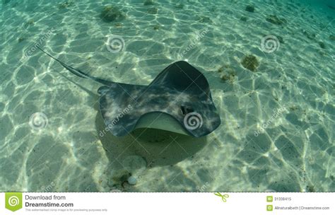 Stingray in the Bahamas in Its Natural Habitat Stock Image - Image of ...