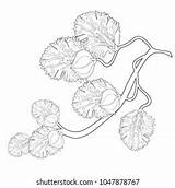 Willow Coloring Branch Flower Spring Vector Stock Royalty Free  sketch template