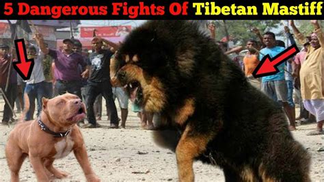 Tibetan Mastiff Vs Pitbull Fight