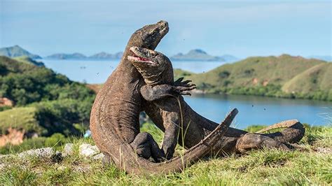 Labuan Bajo Tourism Associations Reject Komodo Island's Ticket at Rp3 ...