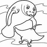 Manatee Coloring Page  Coloring Home sketch template
