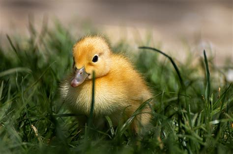 10,000+ Free Vịt - Duck & Duck Images - Pixabay