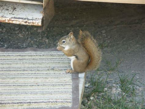 Free picture: mount, graham, red, squirrel, tamiasciurus hudsonicus ...