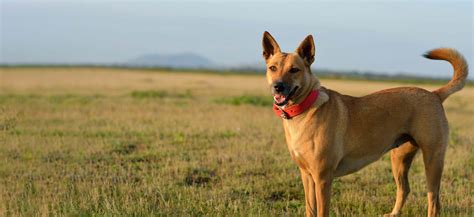 Carolina Dog Adoption: Carolina Dog Puppies For Sale and Adoption ...