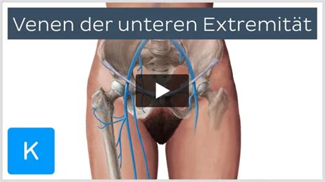 Video: Venen der unteren Extremität | Kenhub