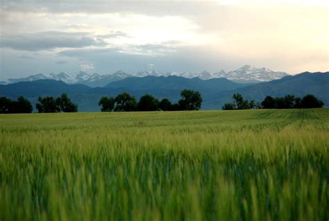 Prairie Grassland Of Washington