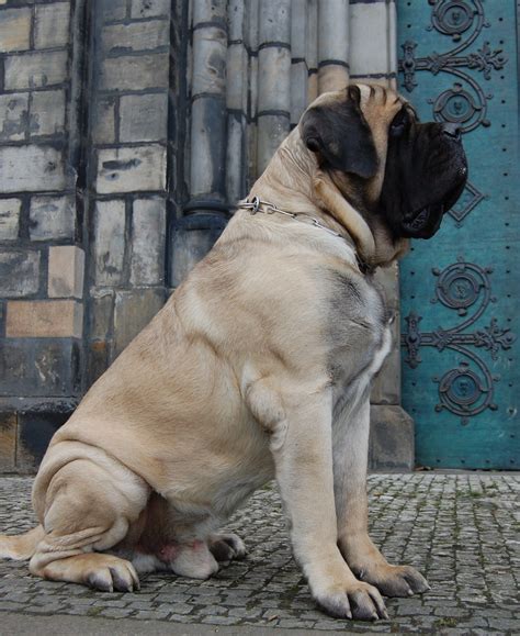 The English Mastiff, or Mastiff, is a breed of large dog perhaps ...