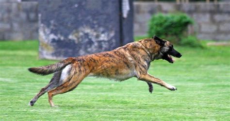 10 Of The Best Police Dog Breeds In The World - PetlifeSA