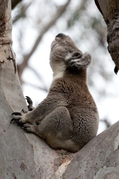 Koala bear hugging tree | Cute koala hugging tree — Stock Photo © froland #29665903