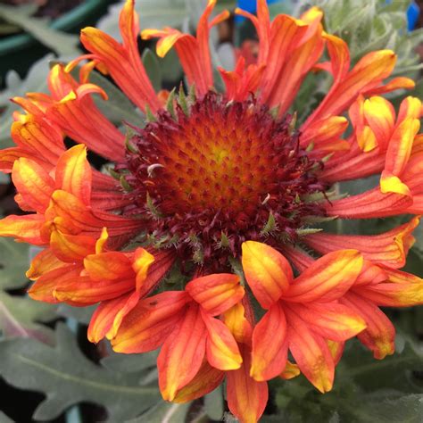 Gaillardia x grandiflora 'Fanfare Blaze', Blanket Flower 'Fanfare Blaze' in GardenTags plant ...