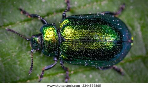 Herbivores Insects: Over 8,195 Royalty-Free Licensable Stock Photos ...