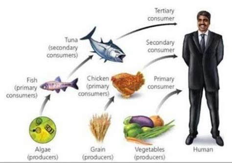 What we pollute is not just the environment but also what we eat ...