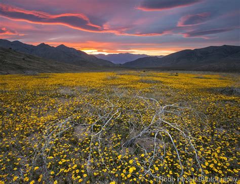 Death Valley Wildflowers - 32758 — Robb Hirsch Photography