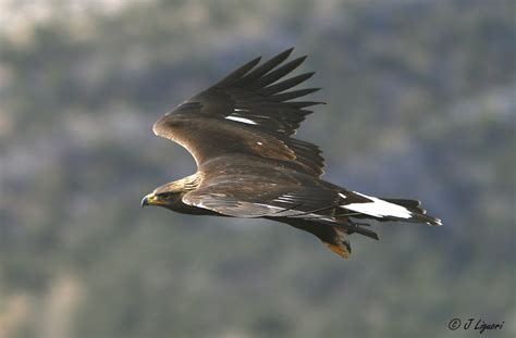 Golden Eagle Migration in PA by Anna Fasoli | Nemesis Bird