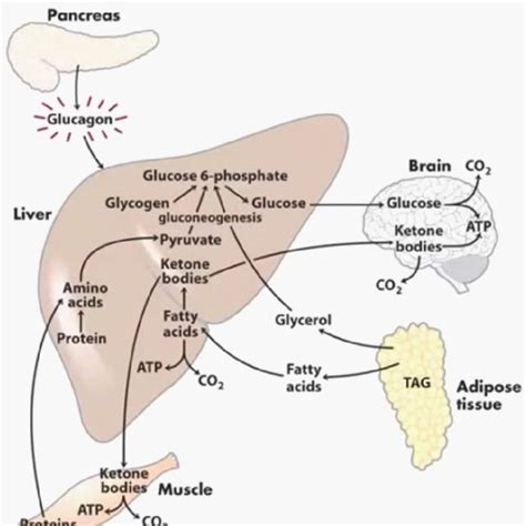 Metabolism of protein of liver. The figure show 8 destinations: 1 ...